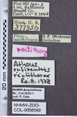 Etiketten zu Athous rufiventris (NHMW-ZOO-COL-0008569)